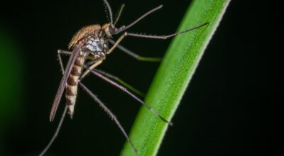 Prevenzione e controllo delle malattie trasmesse dalle zanzare